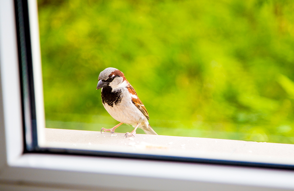 3 Tips And Tricks For Preventing Birds From Flying Into Energy Efficient Windows | Southlake, TX